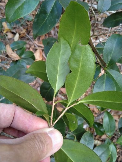 Xylosma terrae-reginae, photographed by Tony van Kampen