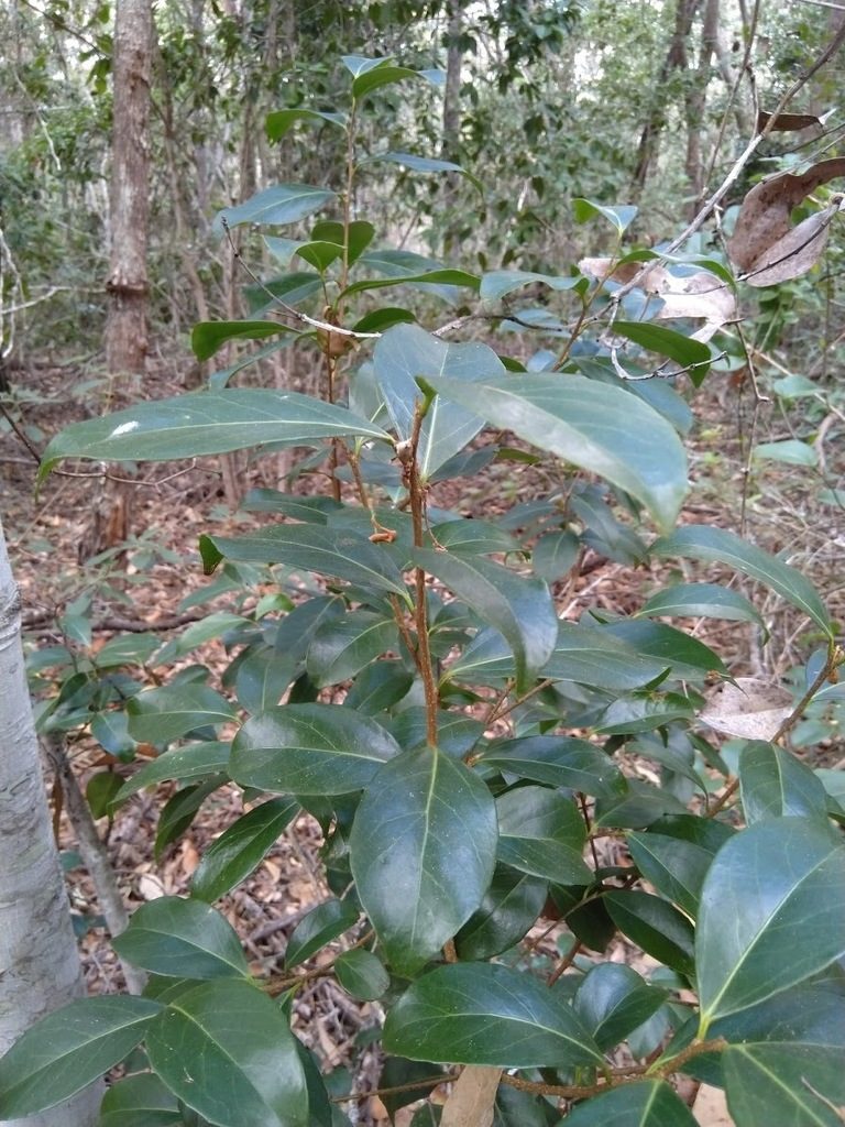 Xylosma terrae-reginae, photographed by Tony van Kampen