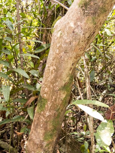 Xylocarpus moluccensis, photographed by Gerard Chartier