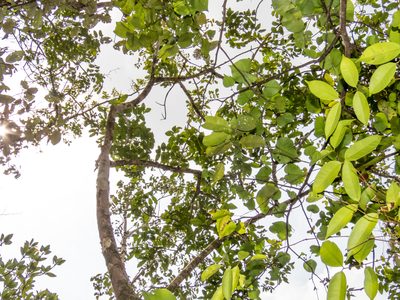 Xylocarpus moluccensis, photographed by Gerard Chartier