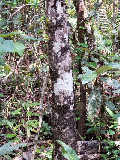 Sonneratia ovata, photographed by Gerard Chartier