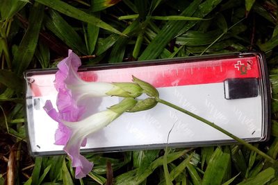 Ipomoea mairetii, photographed by Guillermo Huerta Ramos