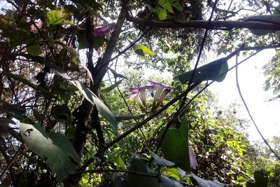 Ipomoea mairetii, photographed by Guillermo Huerta Ramos