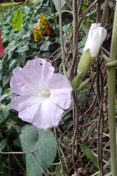 Ipomoea mairetii, photographed by Guillermo Huerta Ramos