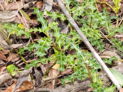 Acanthus ebracteatus, photographed by Gerard Chartier