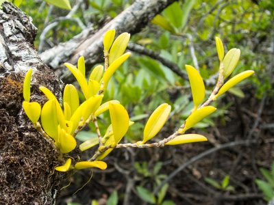 Bulbophyllum clandestinum, photographed by Gerard Chartier