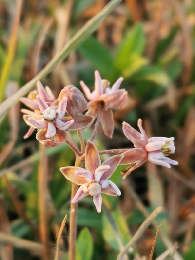 Asclepias fournieri, photographed by Juan Carlos Pérez Magaña