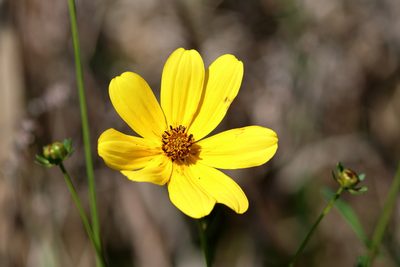Bidens mitis, photographed by Lauren McLaurin