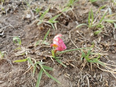 Zephyranthes fosteri, photographed by Juan Carlos Pérez Magaña