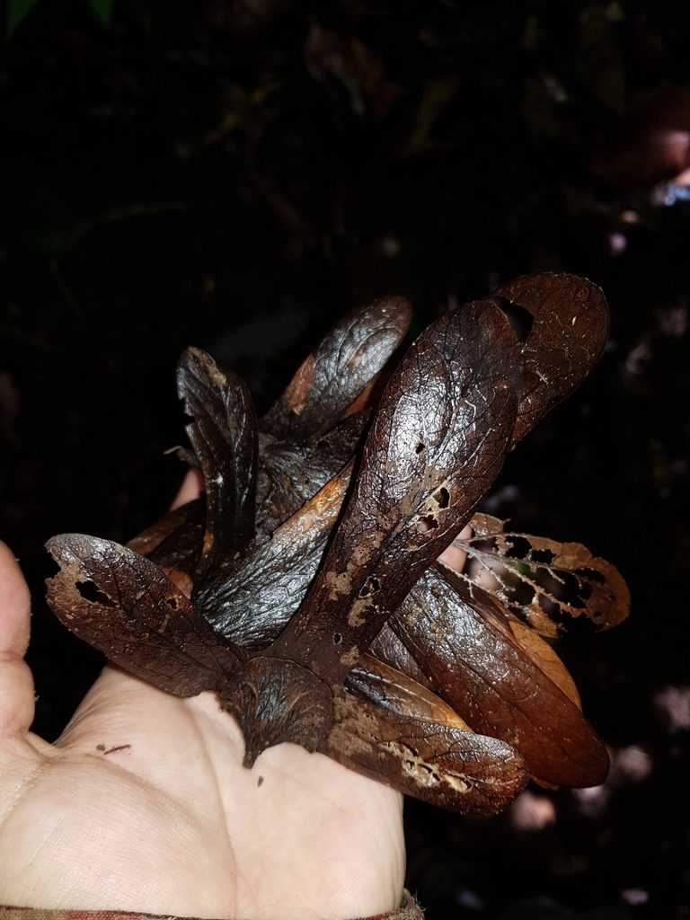 Oreomunnea pterocarpa, photographed by Leonardo Álvarez-Alcázar