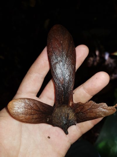 Oreomunnea pterocarpa, photographed by Leonardo Álvarez-Alcázar