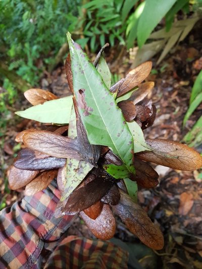 Oreomunnea pterocarpa, photographed by Leonardo Álvarez-Alcázar