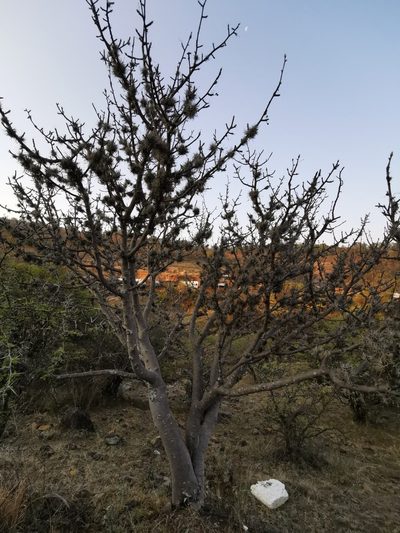 Bursera cuneata, photographed by Juan Carlos Pérez Magaña