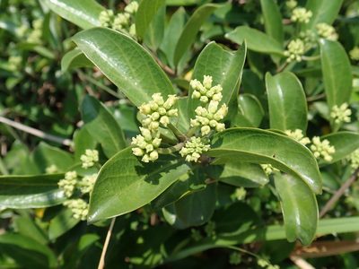 Gynochthodes parvifolia, photographed by 黃美滿