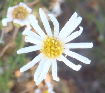 Felicia hyssopifolia, photographed by Nicola van Berkel