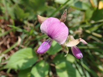 Neustanthus phaseoloides, photographed by 黃美滿