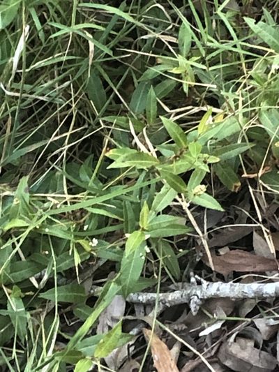Persicaria dichotoma, photographed by Greg Tasney