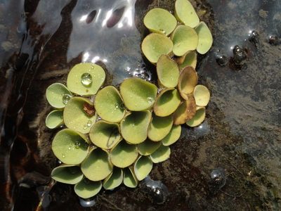 Salvinia cucullata, photographed by 葉子