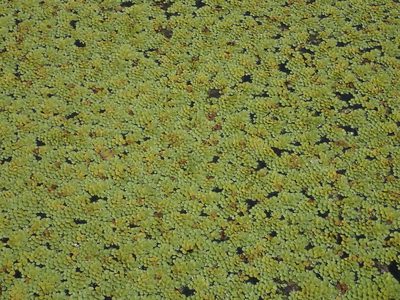 Salvinia cucullata, photographed by 葉子