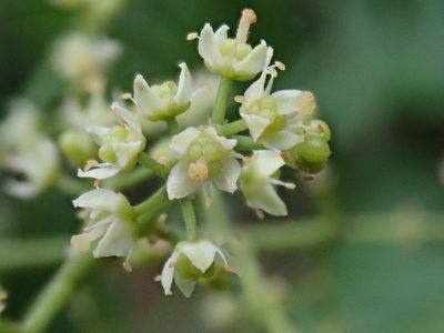 Melicope semecarpifolia, photographed by 黃美滿