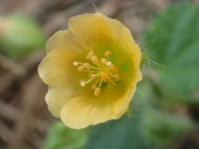 Sida cordata, photographed by 葉子