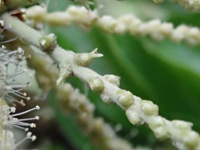 Lithocarpus konishii, photographed by 黃美滿