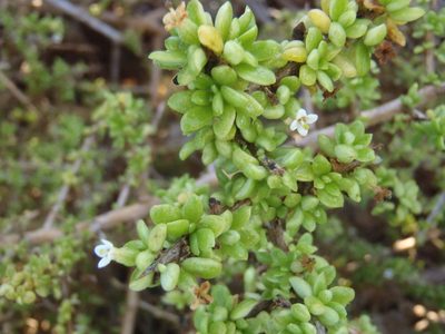 Lycium tetrandrum, photographed by Nicola van Berkel
