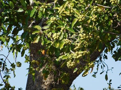 Ficus bussei, photographed by Klaus Wehrlin