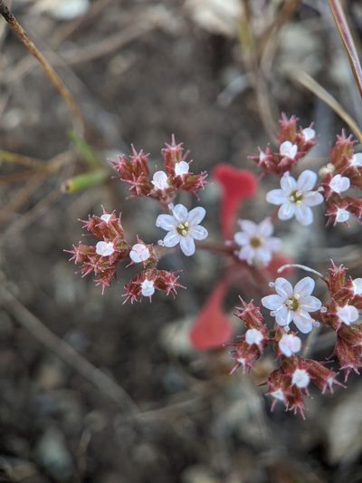 Chorizanthe breweri, photographed by Nora Bales