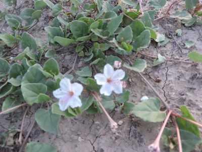 Acleisanthes obtusa, photographed by Mark Wilson