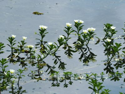 Ludwigia adscendens, photographed by 葉子