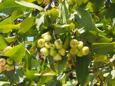 Syzygium samarangense, photographed by 葉子