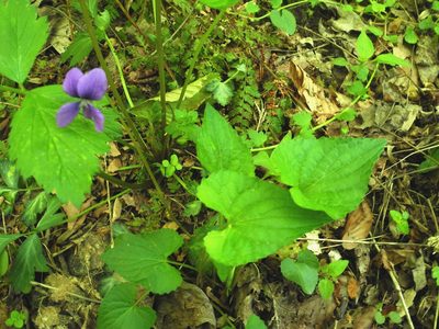 Viola affinis, photographed by John Ambler