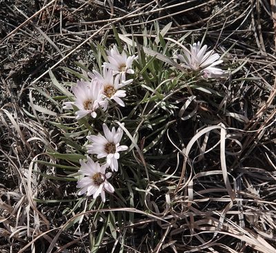 Townsendia exscapa, photographed by Colin Croft