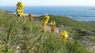 Asphodeline lutea, photographed by Anton Popovich