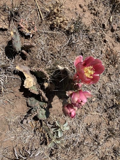 Opuntia pottsii, photographed by Chris (CP) and Pamela (PP) Pipes