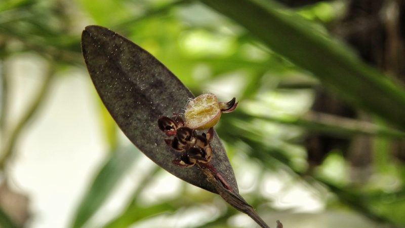 Trichosalpinx ciliaris, photographed by Victor De la Cruz