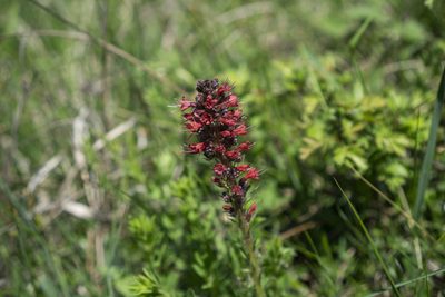 Pontechium maculatum, photographed by Conrad Altmann
