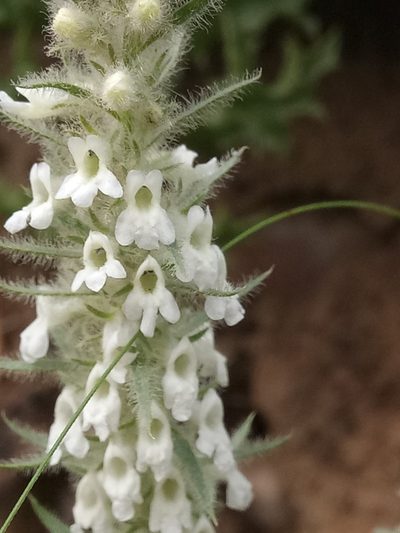 Anarrhinum pedatum, photographed by Karim Haddad