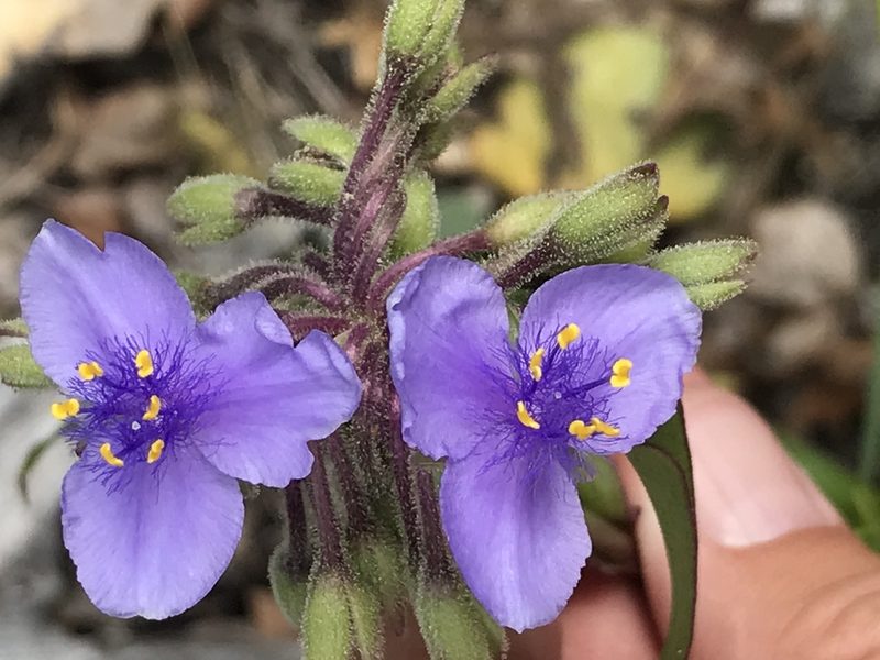 Tradescantia edwardsiana, photographed by Luke Padon