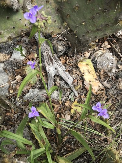 Tradescantia edwardsiana, photographed by Luke Padon