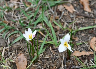 Zephyranthes minuta, photographed by Neptalí Ramírez Marcial