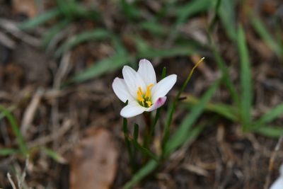 Zephyranthes minuta, photographed by Neptalí Ramírez Marcial