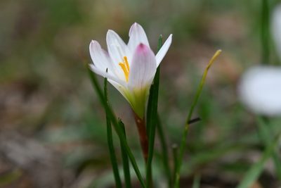 Zephyranthes minuta, photographed by Neptalí Ramírez Marcial
