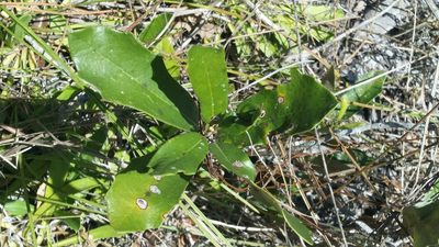 Quercus minima, photographed by Jay Horn