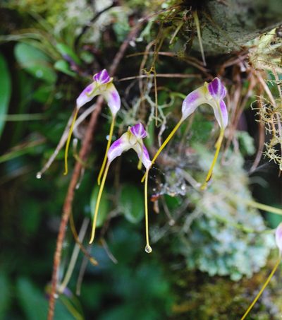 Masdevallia estradae, photographed by desertnaturalist