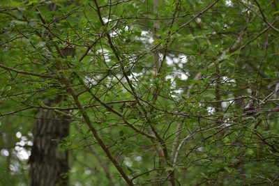Crataegus spathulata, photographed by Anthony A Simmons
