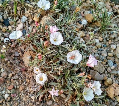 Convolvulus lineatus, photographed by Guillermo Huerta Ramos