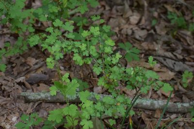 Ribes echinellum, photographed by Anthony A Simmons