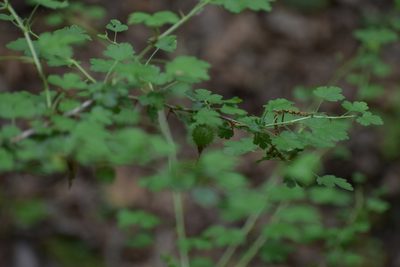 Ribes echinellum, photographed by Anthony A Simmons